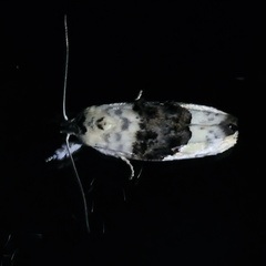 Piloprepes antidoxa