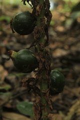 Renealmia thyrsoidea