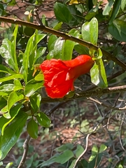 Punica