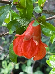Punica