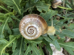 Otala punctata