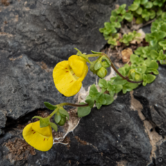 Calceolaria tenella