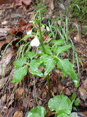 Cardamine californica