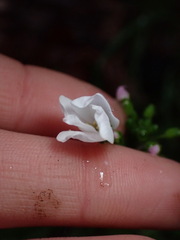 Cardamine californica