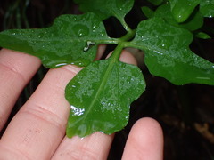 Cardamine californica