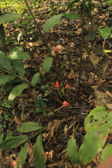Renealmia thyrsoidea
