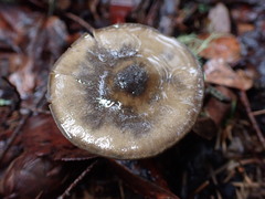 Melanoleuca melaleuca