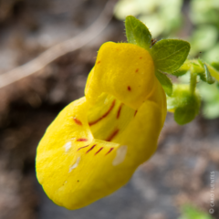 Calceolaria tenella