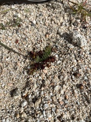 Synchytrium papillatum