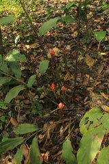 Renealmia thyrsoidea