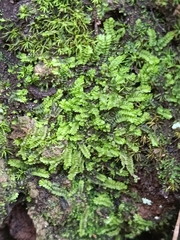 Gongylanthus ericetorum