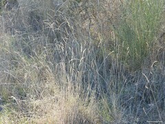 Dactylis glomerata hispanica