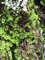 Gongylanthus ericetorum