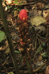 Renealmia thyrsoidea