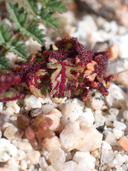 Synchytrium papillatum