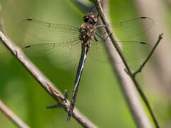 Somatochlora elongata