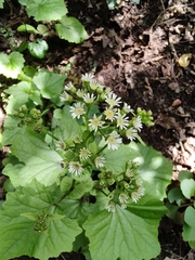 Pericallis steetzii image