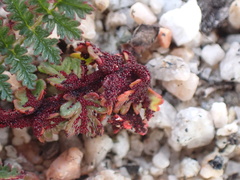 Synchytrium papillatum