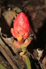 Renealmia thyrsoidea