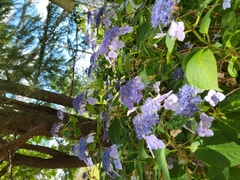 Hydrangea macrophylla