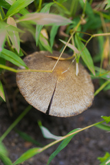 Psathyrella delineata image