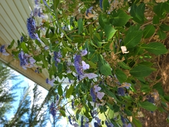 Hydrangea macrophylla