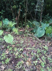 Chironius multiventris