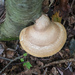 Birch Polypore - Photo (c) Richard Jacob, some rights reserved (CC BY), uploaded by Richard Jacob