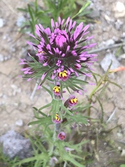 Castilleja exserta exserta