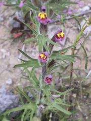 Castilleja exserta exserta