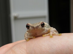 Litoria dentata