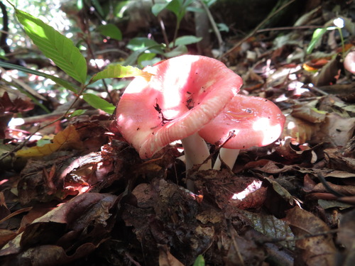 Russula