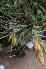 Tillandsia fasciculata