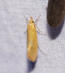 Telocharacta hemicroca