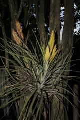 Tillandsia fasciculata