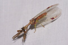 Ditaxis meridiei