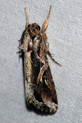 Spodoptera dolichos