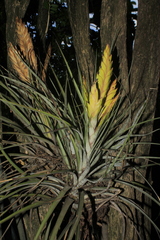 Tillandsia fasciculata
