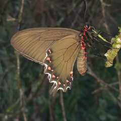 Parides bunichus
