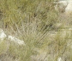 Macrochloa tenacissima