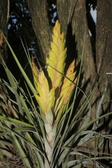 Tillandsia fasciculata