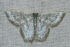 Chloropteryx opalaria