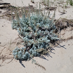 Artemisia stelleriana