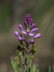 Comesperma ericinum