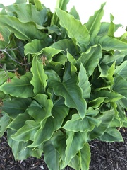 Zantedeschia aethiopica