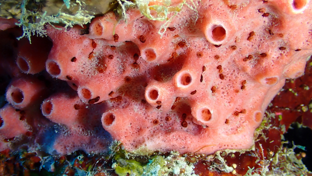 Xestospongia deweerdtae