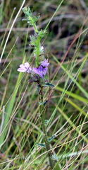 Lobelia brevifolia