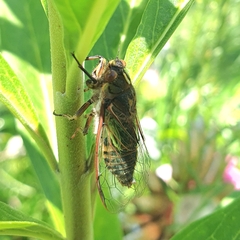 Amphipsalta