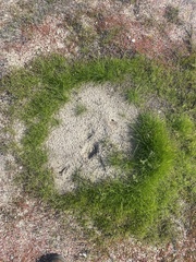 Pogonomyrmex californicus