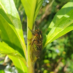 Amphipsalta
